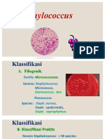 Stapilococus