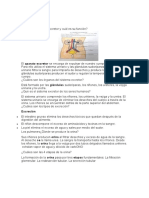 Sistema excretor humano: órganos, funciones y tipos de excreción