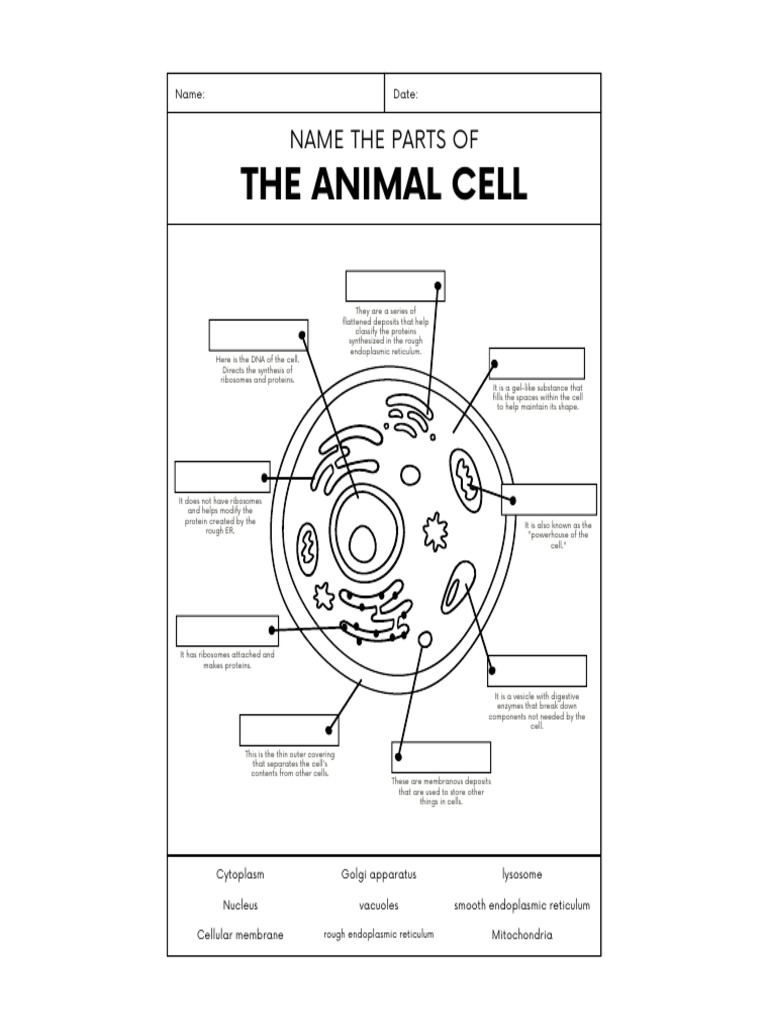 Animal Cell Organelles Functions | PDF | Endoplasmic Reticulum | Cell ...