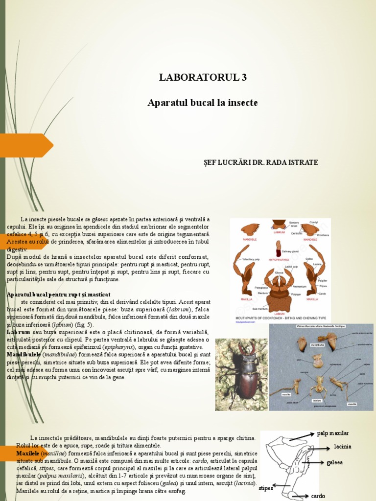 LP 3 Aparate Bucale | PDF