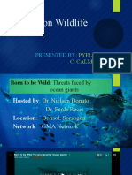 Report On Wildlife (Calma, Pyel)