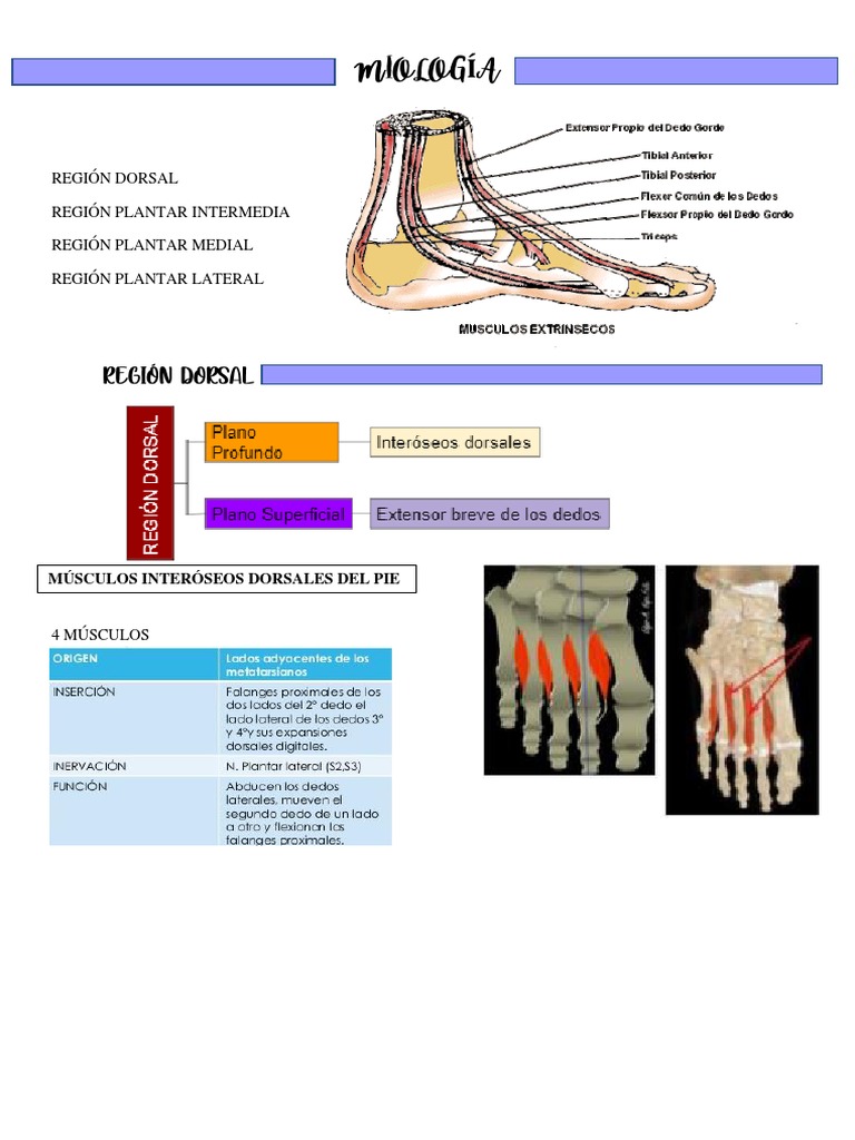 Anatomia de Pie - Repaso | PDF | Pie | Dedo del pie
