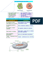 Intro Celula