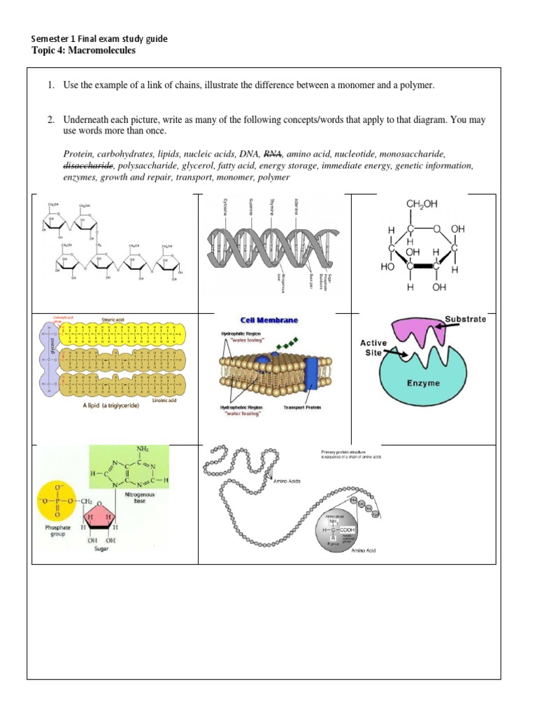 Kami Export - Semester 1 Fall Study Guide 2022-1 | PDF | Macromolecules ...