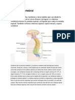 Columna Vertebral