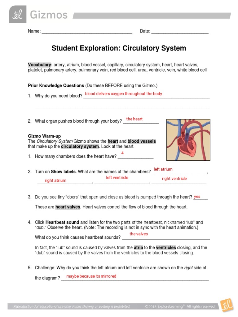 Kami Export - Kevin Farina - CirculatorySystemSE | PDF | Heart | Vein