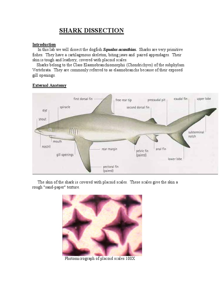 How To Dissect A Shark | Download Free PDF | Heart | Ventricle (Heart)