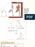 Sistem Gerak Pada Manusia