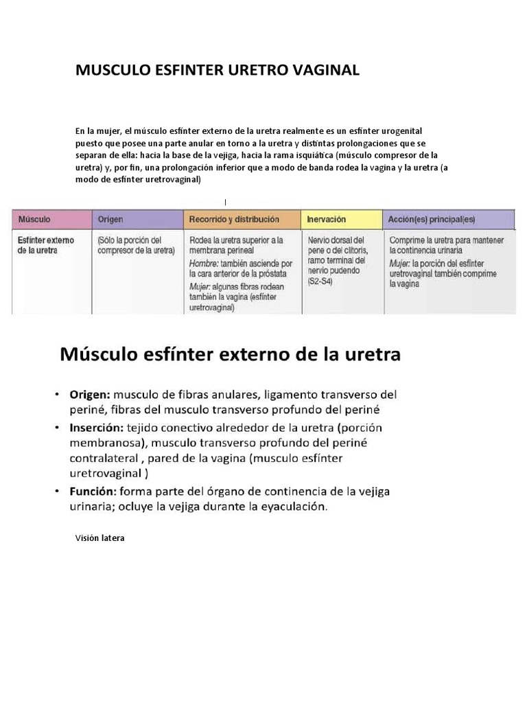 Músculo Esfínter PDF