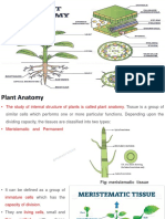 Plant Anatomy Class 12