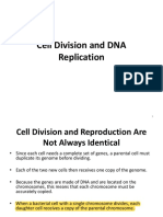 DNA Replication and Cell Division Processes