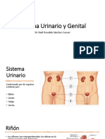 Sistema Urinario y Genital