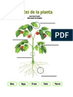 Hoja de Trabajo en Qeqchi Sobre Las Partes de Una Planta