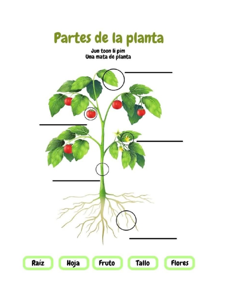 Hoja de Trabajo en Qeqchi Sobre Las Partes de Una Planta | PDF