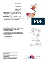 Anatomia Corazon 2-1