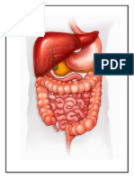 Aparato Digestivo