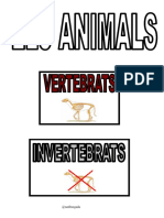 Animals Invertebrados