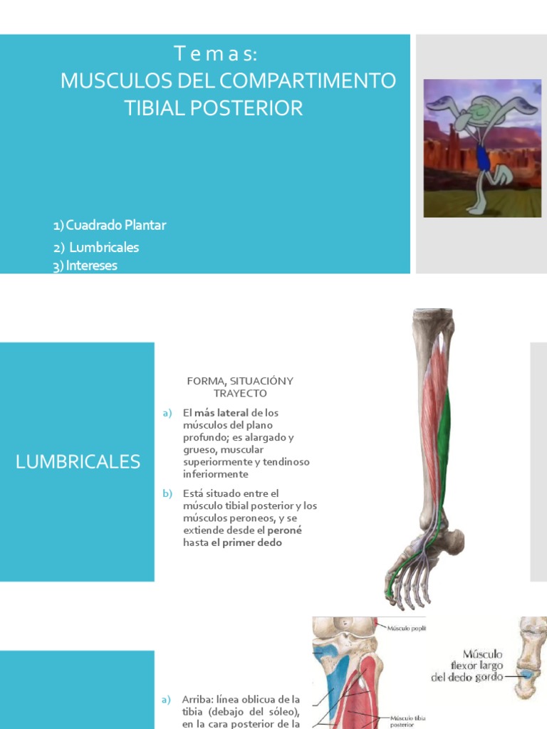 Músculos del Compartimento Tibial Posterior | PDF | Anatomía humana |  Extremidades (anatomía), image size:768x1024