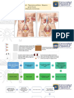 Urogenitales