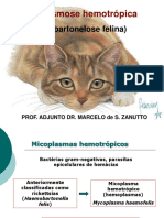 Micoplasmose hemotrópica felina em