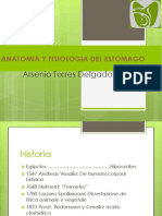 10 Anatomiayfisiologiadelestomago 120820210212 Phpapp02(1)