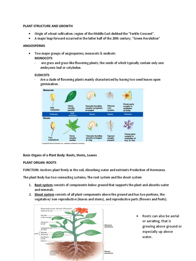 Plant Structure and Growth PDF Leaf Tissue (Biology)