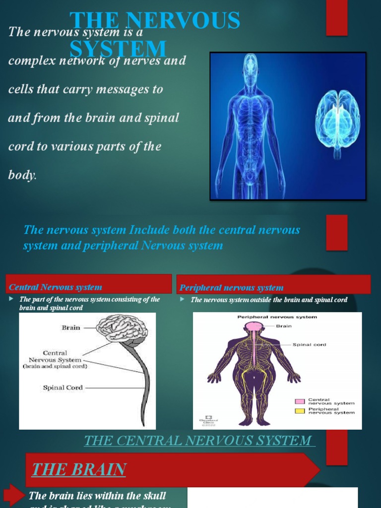 The Nervous System | PDF | Central Nervous System | Nervous System