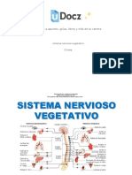 Sistema Nervioso Vegetativo 125858 Downloable 2343276