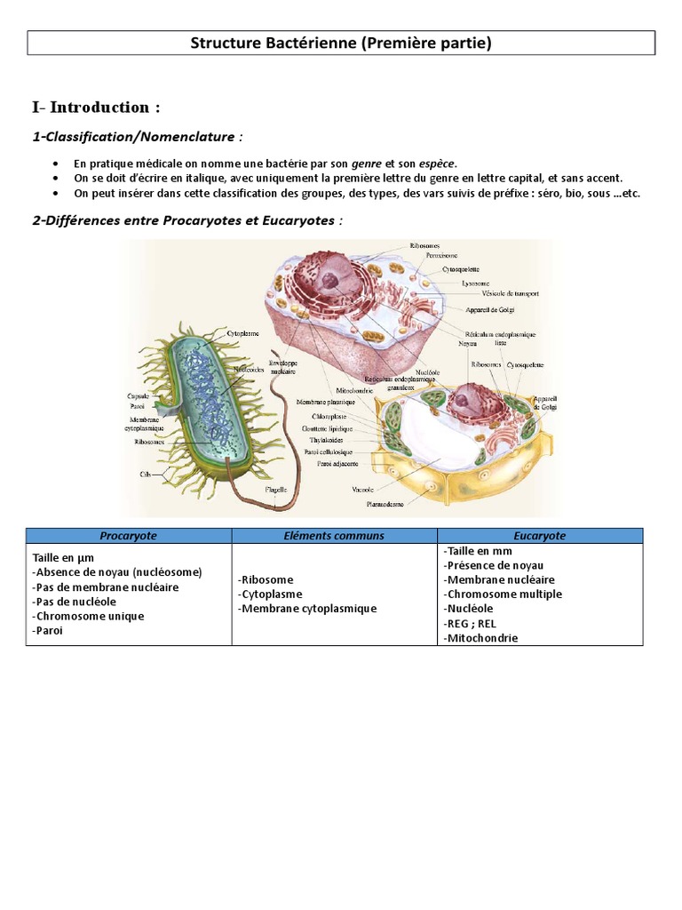 Structure et Anatomie des Bactéries | PDF | Bactérie | Noyau (biologie)