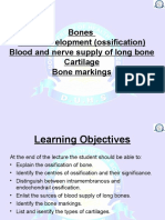 Bone Development