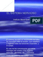 Sistema nervioso: estructura, funciones y divisiones