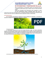 Diferencia Entre Fotosíntesis y Respiración Celular