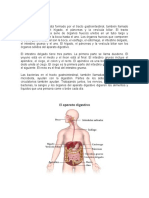 El aparato digestivo