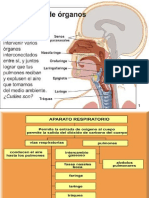 Vías respiratorias: nariz, faringe, laringe, tráquea y pulmones