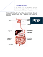 Sistema Digestivo