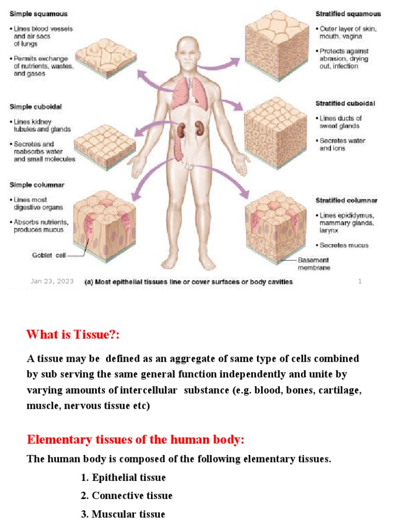 WHAT IS TISSUE IN BIOLOGY AND WHAT ARE ITS FUNCTIONS visual data 8