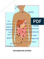 The Digestive System - Docx - Weng