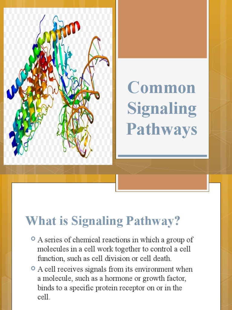 Common Signaling Pathways PDF