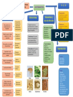 Los parásitos: clasificación, ciclo de vida y patogenicidad