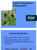 Aerobic Respiration