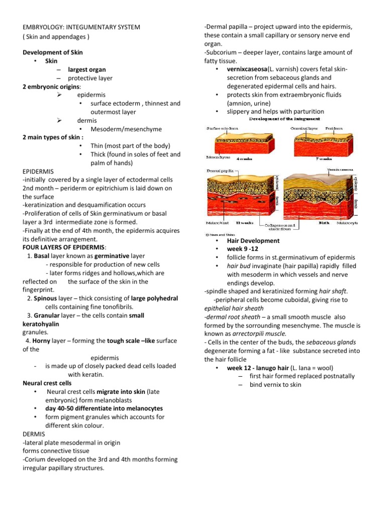 Desquamification Overview | PDF