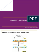 DNA Chromosome v2