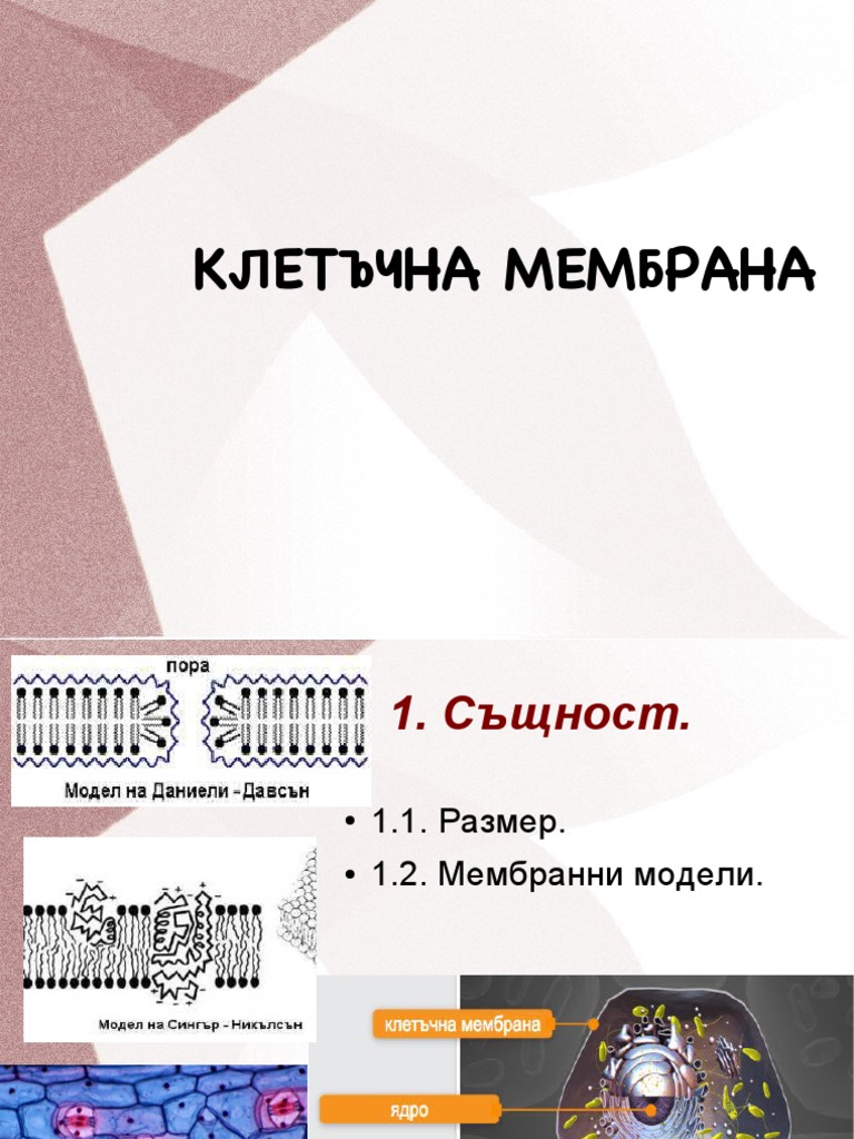 Клетъчна мембрана - презентация 9 клас | PDF