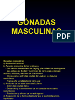 Gónadas Masculinas-3