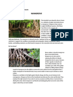 Mangrove - Dumadangon