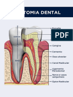 Anatomia Dental