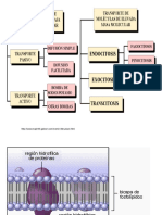 Endocitosis y Exocitosis