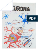 Neurona, Sinanpsis, Neuroglia