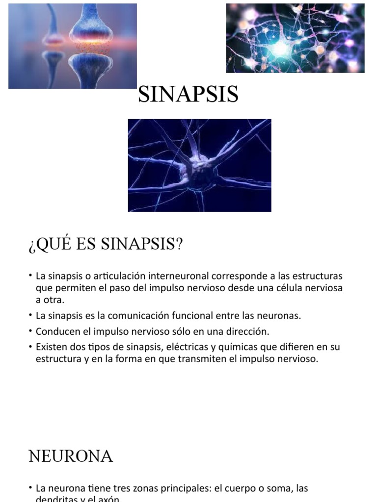Tipos y Funciones de la Sinapsis | PDF | Sinapsis | Neurona