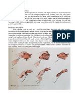 Fetus Pada Presentasi Anterior